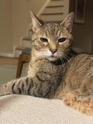 Lost Male Cat last seen Merilina Avenue and Voorhees Avenue, Kingston, Kingston, NY 12401
