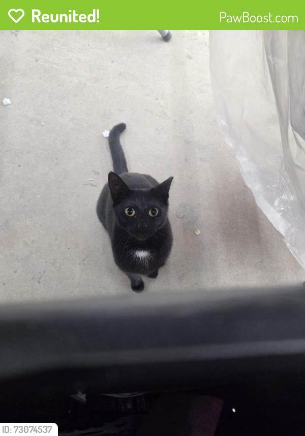 Reunited Female Cat last seen Townhouse neighborhood , Annandale, VA 22003