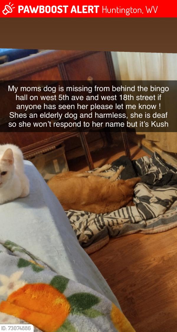 Lost Female Dog last seen 18th st west, Huntington, WV 25704