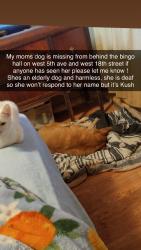 Lost Female Dog last seen 18th st west, Huntington, WV 25704