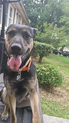 Lost Female Dog last seen Near westchester drive Burlington n.c 27217, Burlington, NC 27217