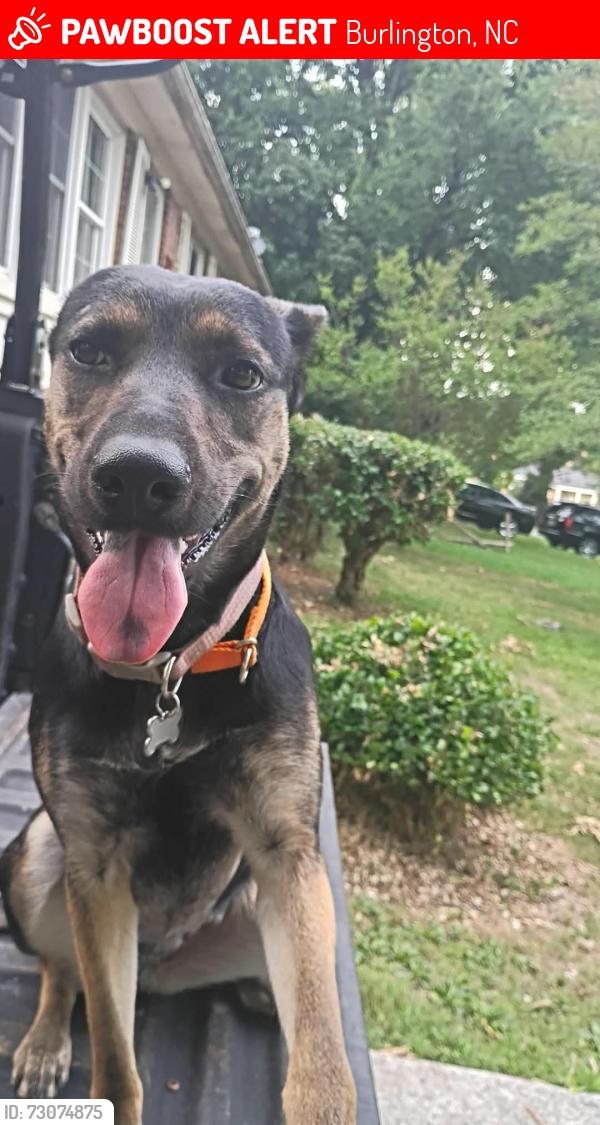 Lost Female Dog last seen Near westchester drive Burlington n.c 27217, Burlington, NC 27217