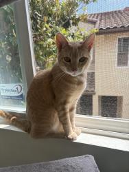 Lost Male Cat last seen Paseo Acampo, Carlsbad, CA 92009