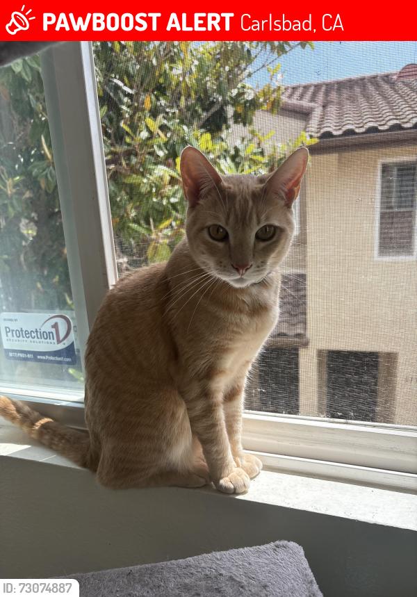 Lost Male Cat last seen Paseo Acampo, Carlsbad, CA 92009