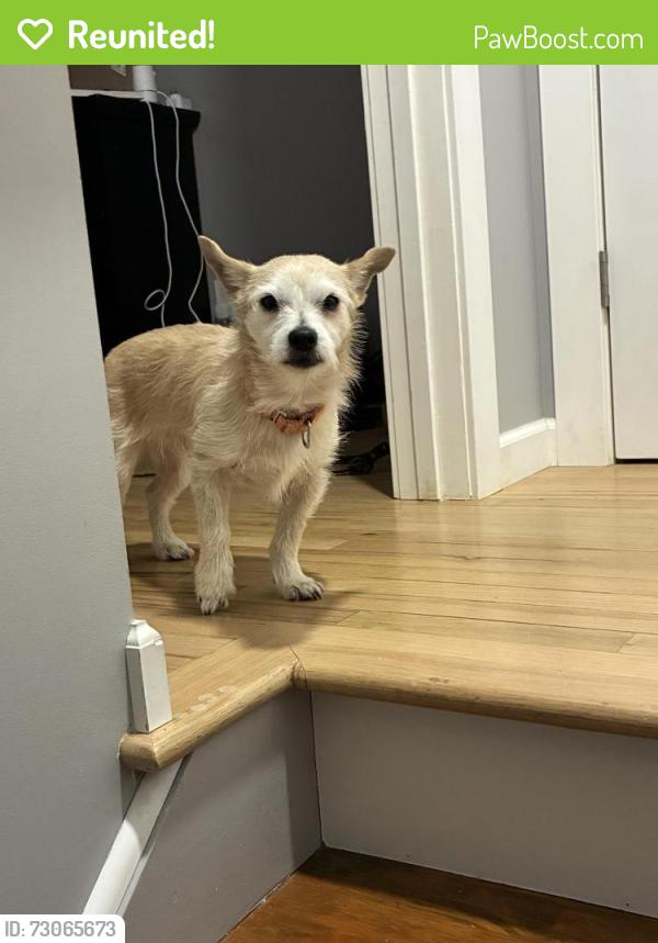 Reunited Male Dog last seen Palizini , Schenectady, NY 12303