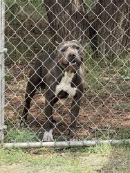 Lost Male Dog last seen Odessa college, Odessa, TX 79764