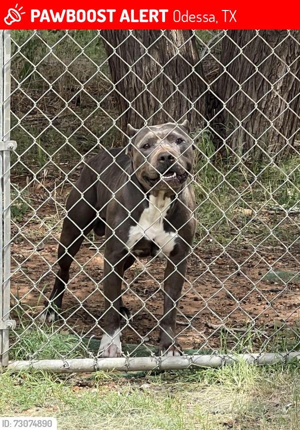 Lost Male Dog last seen Odessa college, Odessa, TX 79764