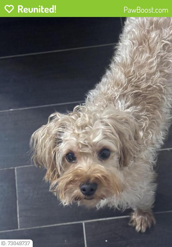 Reunited Male Dog last seen Publix US HWY 98 S, Lakeland, FL 33801