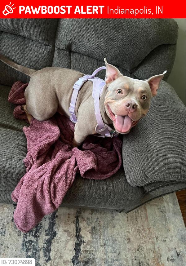 Lost Female Dog last seen W 10th st, Indianapolis, IN 46214