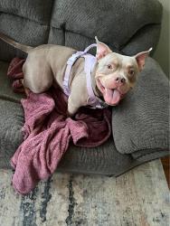 Lost Female Dog last seen W 10th st, Indianapolis, IN 46214