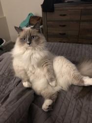 Reunited Female Cat last seen NE Cherry Dr, Haven apmts at Orenco, near building A., Hillsboro, OR 97124