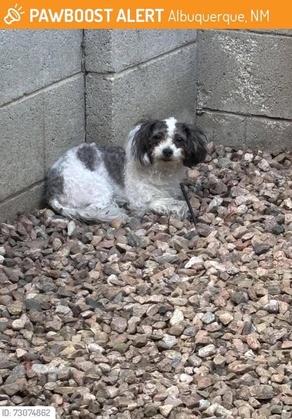Found/Stray Unknown Dog last seen Juan tabo, Albuquerque, NM 87112