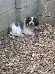 Found/Stray Unknown Dog last seen Juan tabo, Albuquerque, NM 87112