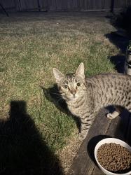 Found/Stray Male Cat last seen hmstd Field, Mercer Island, WA 98040
