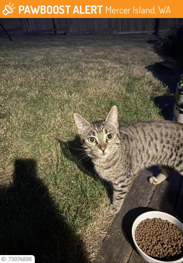 Found/Stray Male Cat last seen hmstd Field, Mercer Island, WA 98040