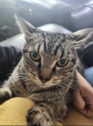 Lost Female Cat last seen Spiceberry ln, Mesquite, TX 75149
