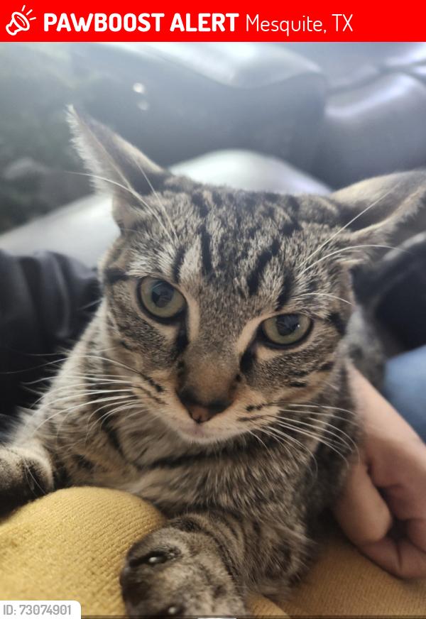 Lost Female Cat last seen Spiceberry ln, Mesquite, TX 75149