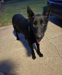 Found/Stray Female Dog last seen Britton rd, Oklahoma City, OK 73120