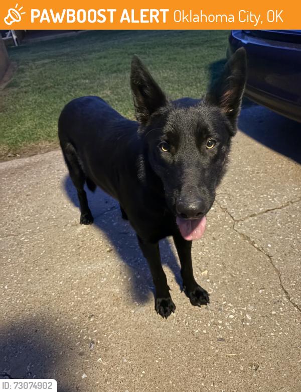 Found/Stray Female Dog last seen Britton rd, Oklahoma City, OK 73120