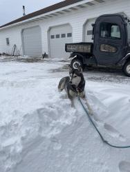 Lost Female Dog last seen Millbrook rd, Grove City, PA 16127