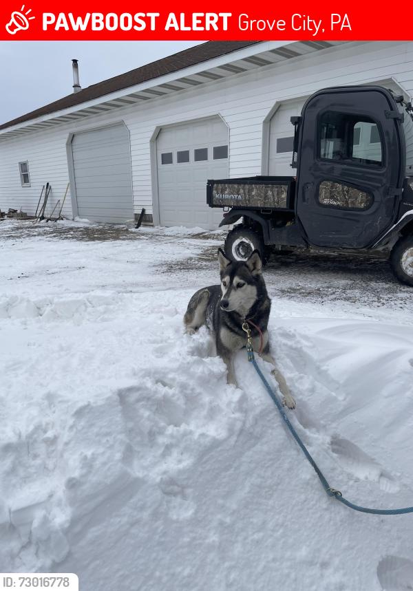 Lost Female Dog last seen Millbrook rd, Grove City, PA 16127