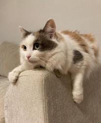 Lost Female Cat last seen Near 228TH WAY NE REDMOND, WA 98053-2066, Redmond, WA 98053