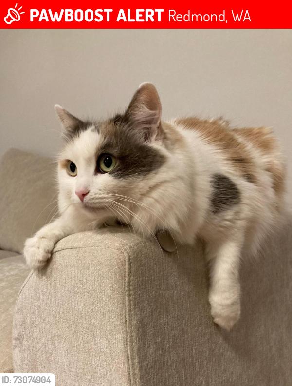 Lost Female Cat last seen Near 228TH WAY NE REDMOND, WA 98053-2066, Redmond, WA 98053