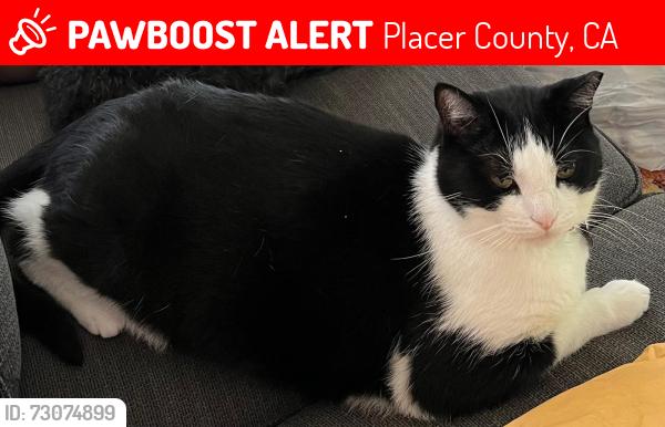 Lost Male Cat last seen Navas ln, Newcastle, Placer County, CA 95658
