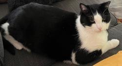 Lost Male Cat last seen Navas ln, Newcastle, Placer County, CA 95658