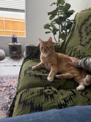 Lost Male Cat last seen Tillage Farms, Princeton, TX 75407