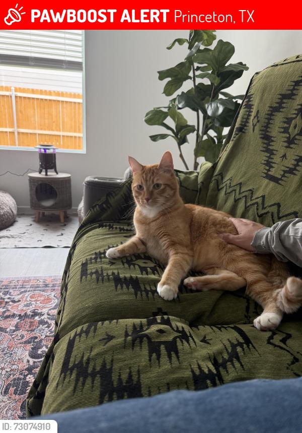 Lost Male Cat last seen Tillage Farms, Princeton, TX 75407