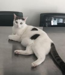 Lost Female Cat last seen The Creme school of great park, Irvine, CA 92618