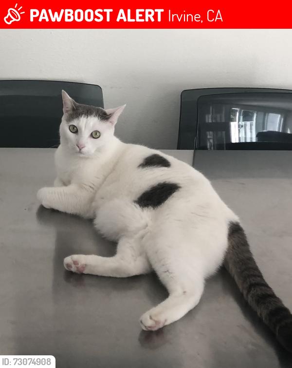 Lost Female Cat last seen The Creme school of great park, Irvine, CA 92618