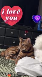 Reunited Male Cat last seen Baseline Ave, San Bernardino, CA 92404