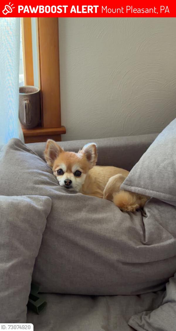 Lost Female Dog last seen Near woodlines below reservoir rd., Mount Pleasant, PA 15666