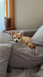Lost Female Dog last seen Near woodlines below reservoir rd., Mount Pleasant, PA 15666
