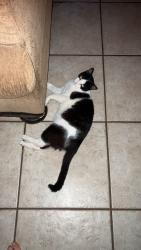 Lost Male Cat last seen Rantoul, Lake Mary, FL 32746