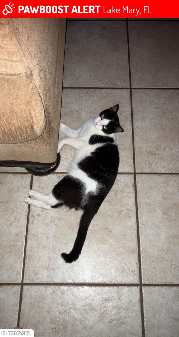 Lost Male Cat last seen Rantoul, Lake Mary, FL 32746