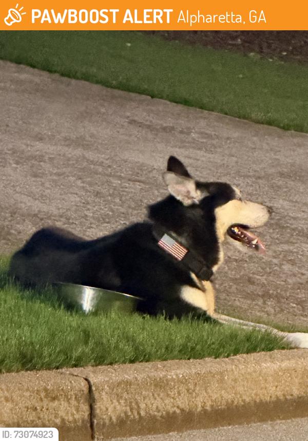 Found/Stray Unknown Dog last seen Kimball Bridge Rd, Alpharetta, GA 30022