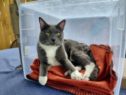 Found/Stray Male Cat last seen Wadsworth and Alameda, Lakewood, CO 80226