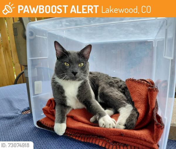 Found/Stray Male Cat last seen Wadsworth and Alameda, Lakewood, CO 80226