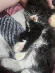 Found/Stray Male Cat last seen Near ave & farmers blvd 11412, Queens, NY 11412