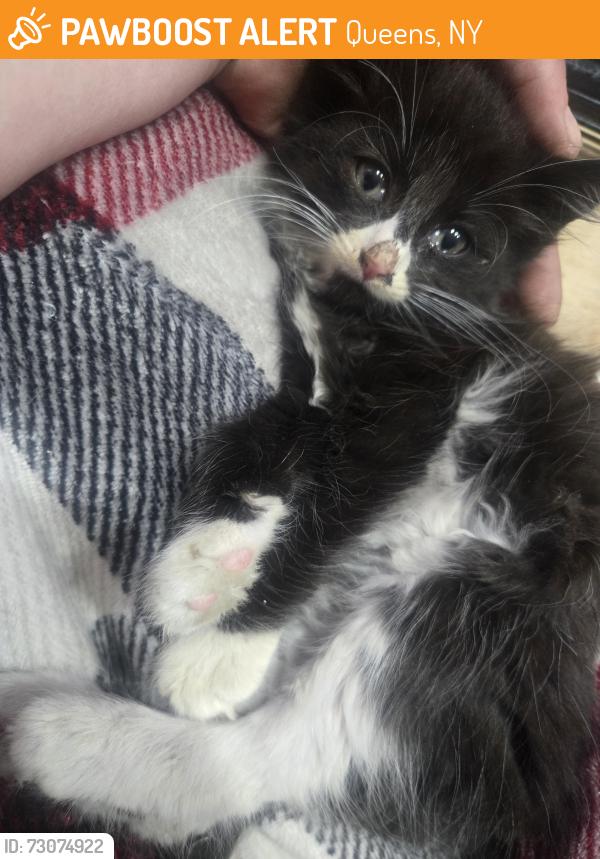 Found/Stray Male Cat last seen Near ave & farmers blvd 11412, Queens, NY 11412
