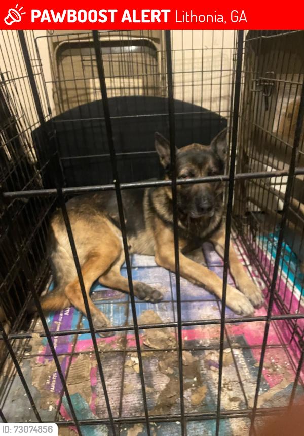 Lost Male Dog last seen Near Providence pointway, Lithonia, GA 30058