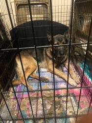 Lost Male Dog last seen Near Providence pointway, Lithonia, GA 30058