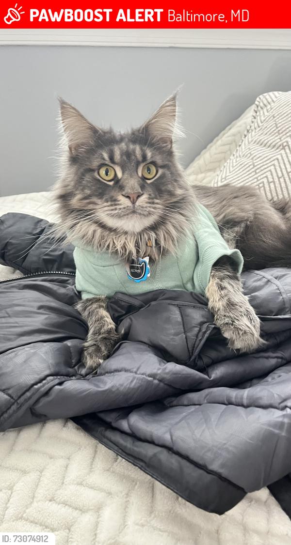 Lost Male Cat last seen Near E Northern Pkwy, Baltimore, MD 21214, Baltimore, MD 21234