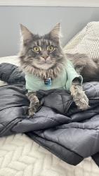 Lost Male Cat last seen Near E Northern Pkwy, Baltimore, MD 21214, Baltimore, MD 21234