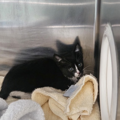 Shelter Stray Unknown Cat last seen i580 and SR-13 Freeway, Oakland, , 1101 29th Ave, Oakland, CA 94601, USA