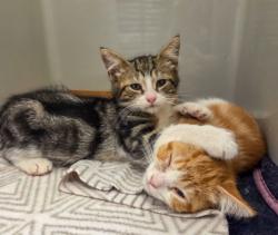Shelter Stray Male Cat last seen School Ave & Williams Ave, Tranquility Zone Fresno CO 1A 93668, CA, 1510 W Dan Ronquillo Dr, Fresno, CA 93706, USA