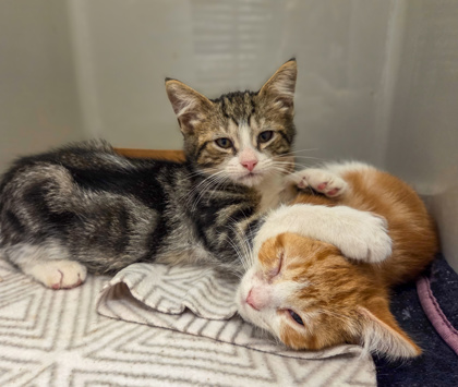 Shelter Stray Male Cat last seen School Ave & Williams Ave, Tranquility Zone Fresno CO 1A 93668, CA, 1510 W Dan Ronquillo Dr, Fresno, CA 93706, USA